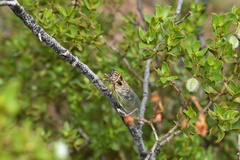 Diceroprocta eugraphica