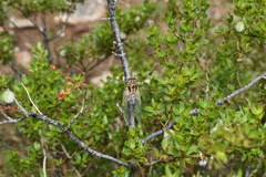 Diceroprocta eugraphica