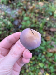 Inocybe lilacina