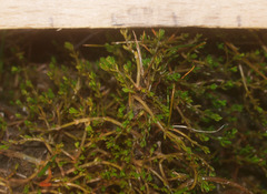Crassula sinclairii
