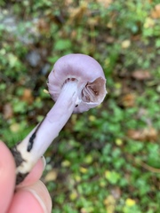 Inocybe lilacina