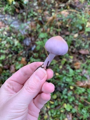 Inocybe lilacina