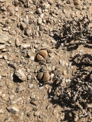 Lithops herrei
