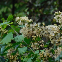 Gymnanthemum capense