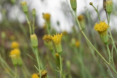Porophyllum scoparium