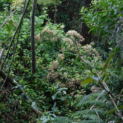 Gymnanthemum capense