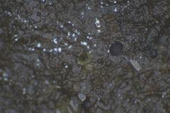 Ascobolus crenulatus