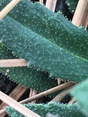 Arabis rectissima simulans