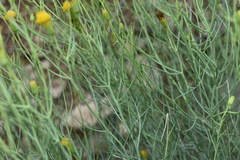 Porophyllum scoparium