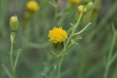 Porophyllum scoparium