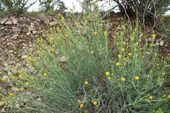 Porophyllum scoparium