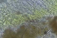 Ascobolus crenulatus