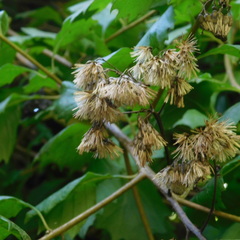 Gymnanthemum capense