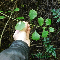 Gymnanthemum capense