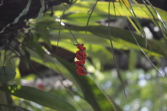 Anthurium gracile