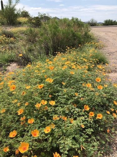 Arizona poppy