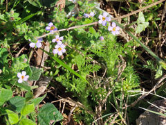 Chaenostoma campanulatum