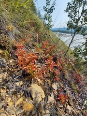 Phedimus middendorffianus