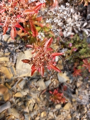 Phedimus middendorffianus