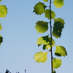 Gymnanthemum capense