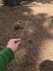 Arabis rectissima simulans