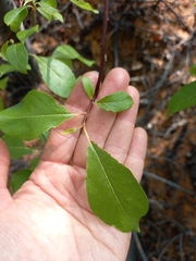 Salix taraikensis