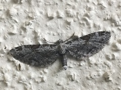 Eupithecia nevadata