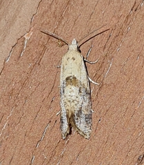 Cochylidia implicitana