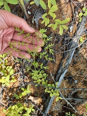Cnidium cnidiifolium