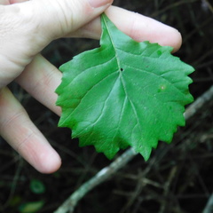 Gymnanthemum capense