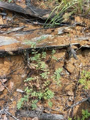 Hedysarum hedysaroides