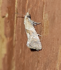 Cochylidia implicitana