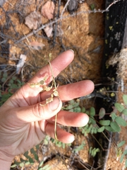 Hedysarum hedysaroides