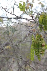 Lysiloma divaricatum