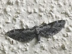 Eupithecia nevadata