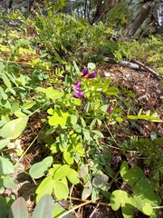 Vicia macrantha