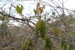 Lysiloma divaricatum