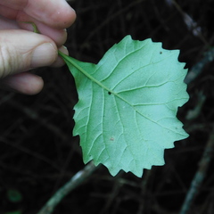 Gymnanthemum capense