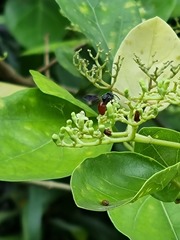 Euaspis polynesia