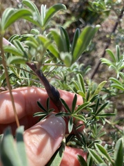 Neolasioptera lupini