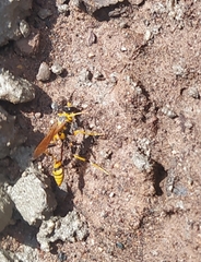 Sceliphron jamaicense