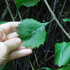 Gymnanthemum capense
