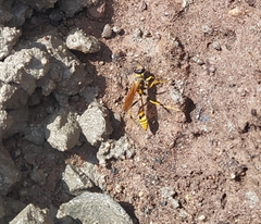 Sceliphron jamaicense