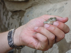 Bufotes turanensis