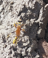 Sceliphron jamaicense