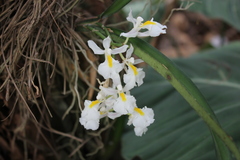 Rodriguezia bracteata