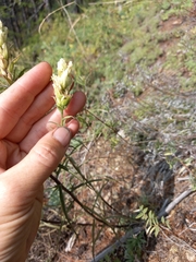 Castilleja pallida