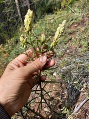 Castilleja pallida