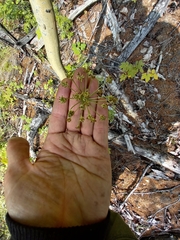 Cnidium cnidiifolium