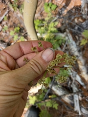 Cnidium cnidiifolium